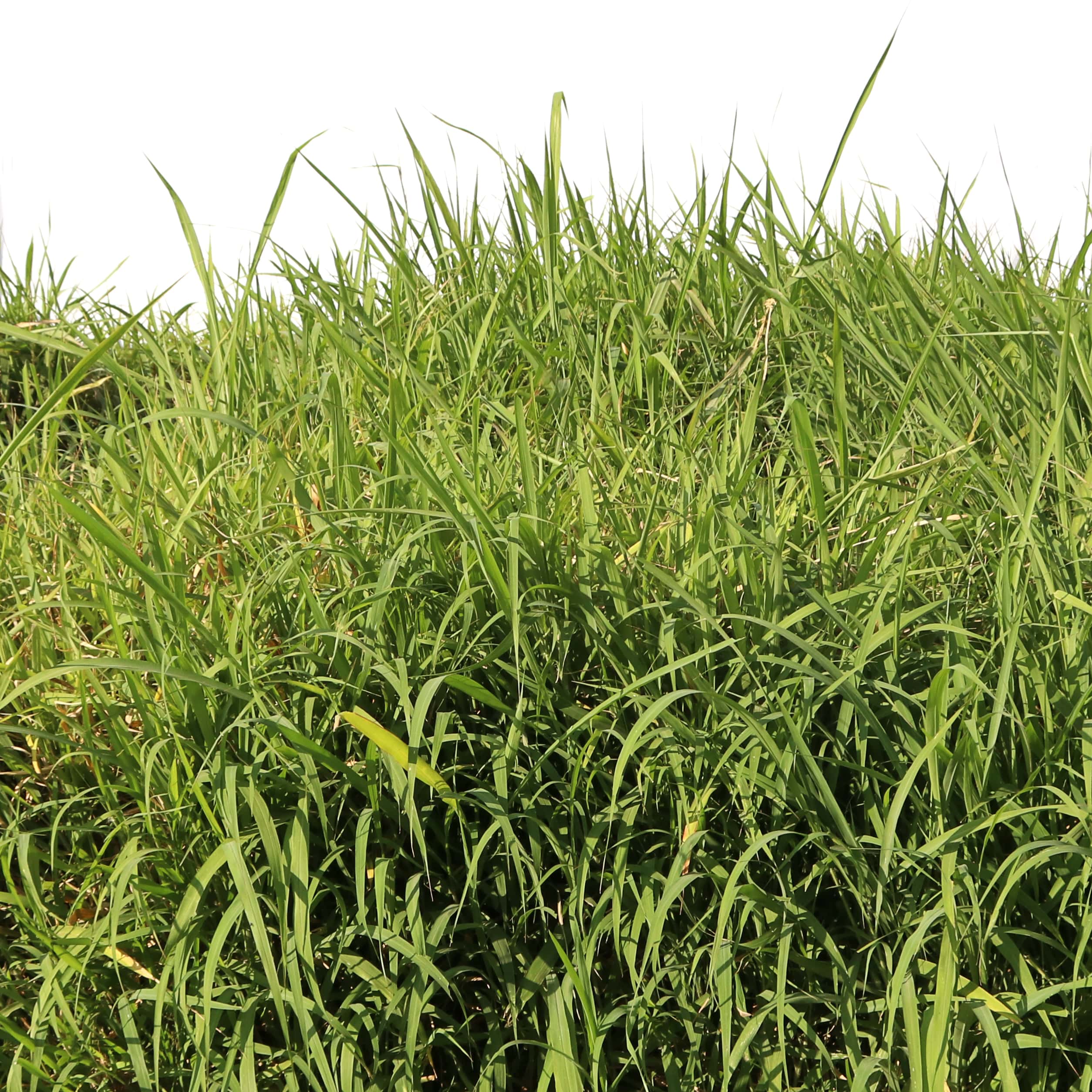 Semente SOESP Learn All About The Forage Seed Market Check Out The semente-soesp-learn-all-about-the-forage-seed-market-check-out-the