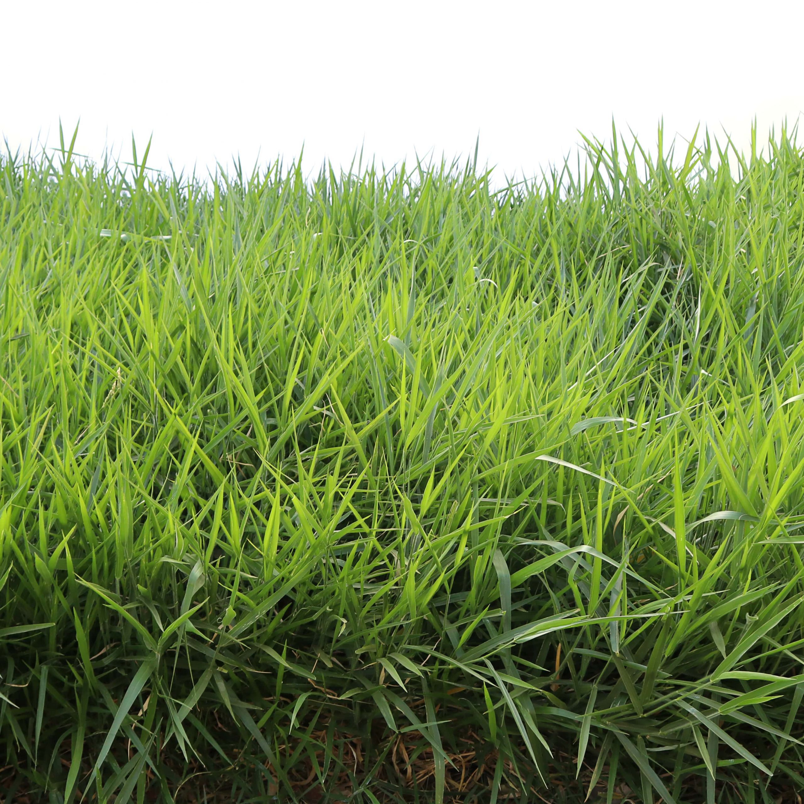 Semente SOESP Learn All About The Forage Seed Market Check Out The semente-soesp-learn-all-about-the-forage-seed-market-check-out-the
