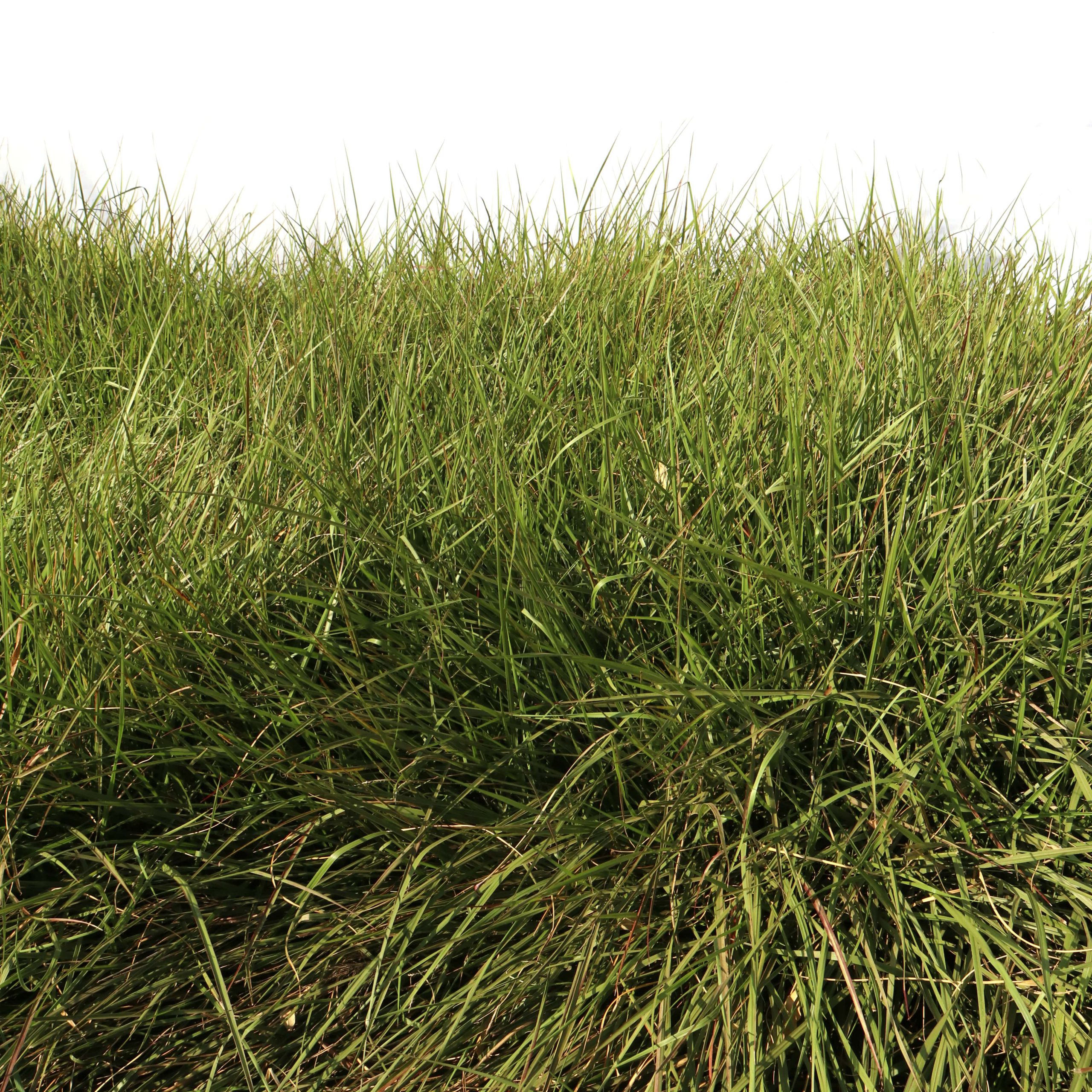 Semente SOESP Learn All About The Forage Seed Market Check Out The semente-soesp-learn-all-about-the-forage-seed-market-check-out-the