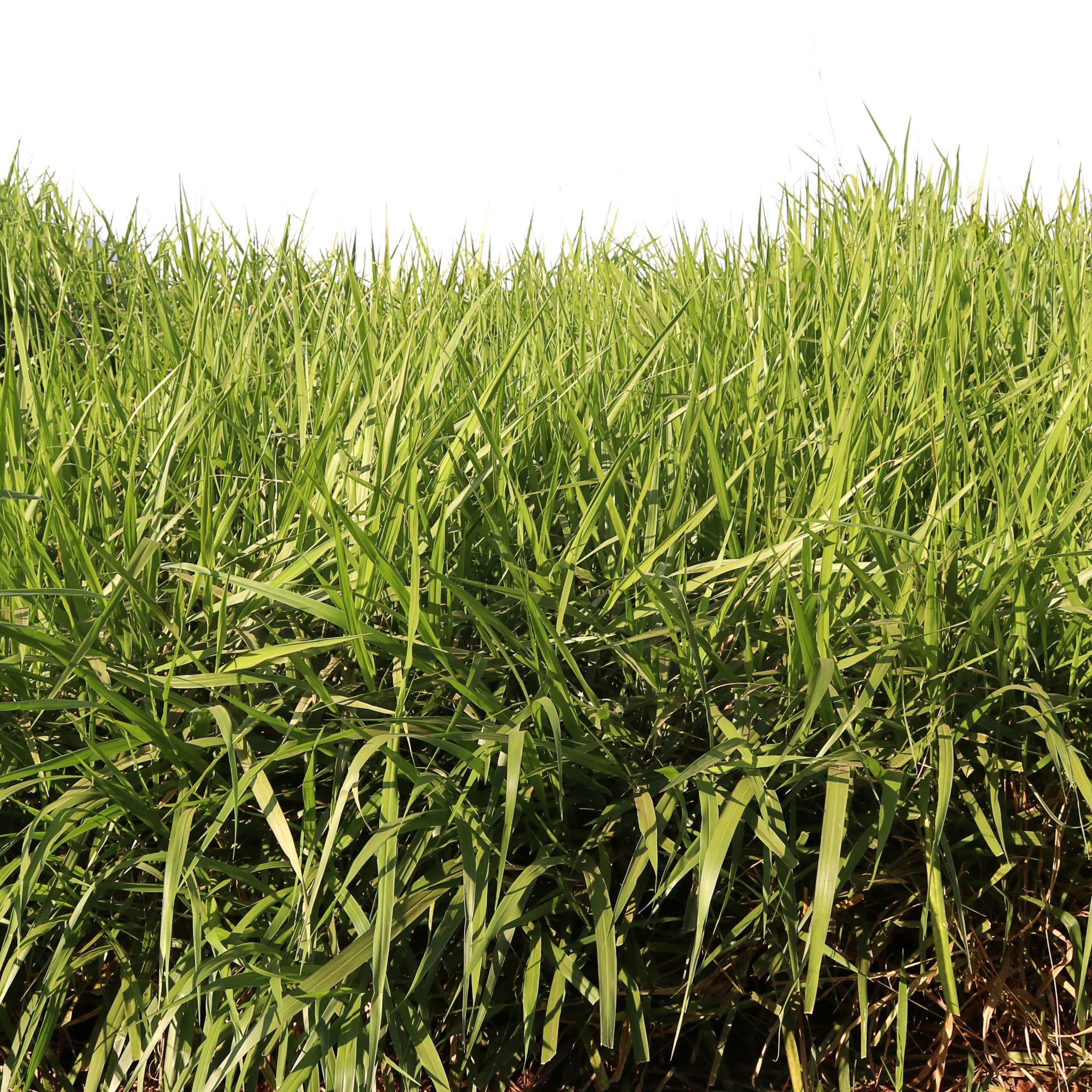Semente SOESP Learn All About The Forage Seed Market Check Out The semente-soesp-learn-all-about-the-forage-seed-market-check-out-the