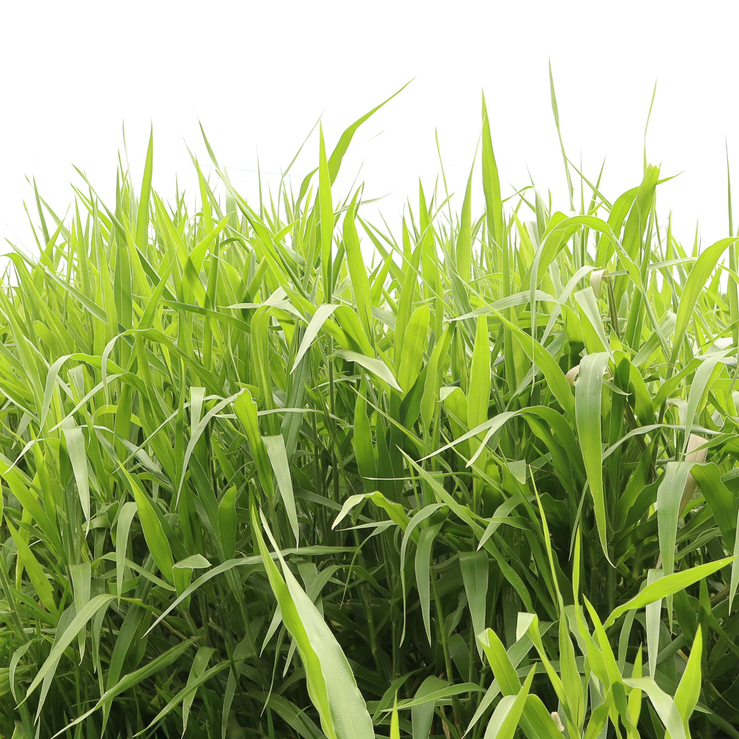 Semente SOESP Learn All About The Forage Seed Market Check Out The semente-soesp-learn-all-about-the-forage-seed-market-check-out-the