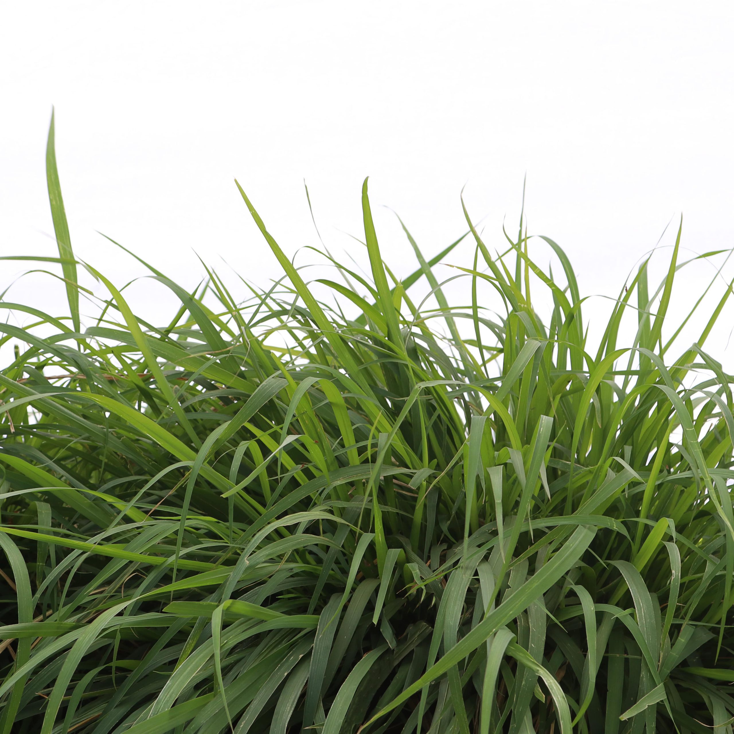 Semente SOESP Learn All About The Forage Seed Market Check Out The semente-soesp-learn-all-about-the-forage-seed-market-check-out-the