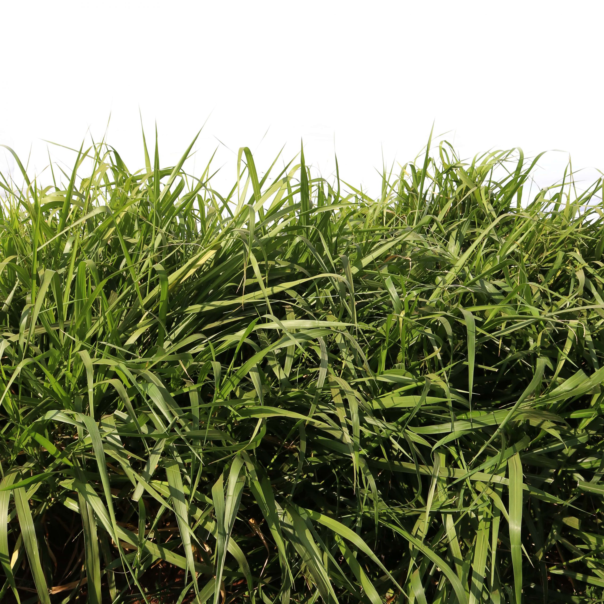 Semente SOESP Learn All About The Forage Seed Market Check Out The semente-soesp-learn-all-about-the-forage-seed-market-check-out-the