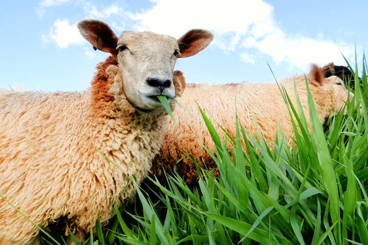 Pasto para ovinos e caprinos: como escolher a pastagem ideal?